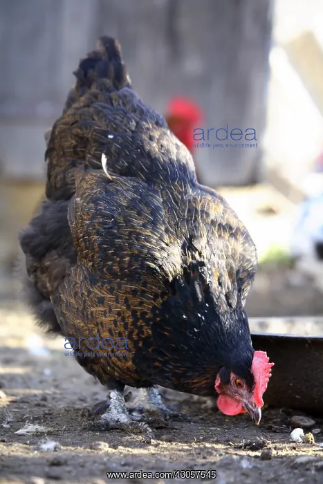 : Hen eating in a farmyard France : Hen eating in a farmyard France