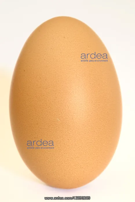: Hen egg on white background : Hen egg on white background