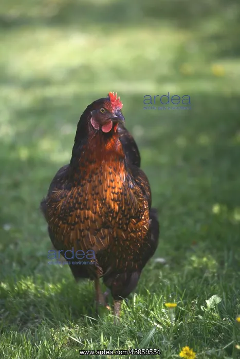 : Hen in a garden : Hen in a garden