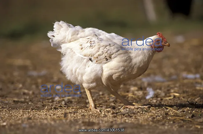 : Hen Gatinaise pecking on the ground France : Hen Gatinaise pecking on the ground France