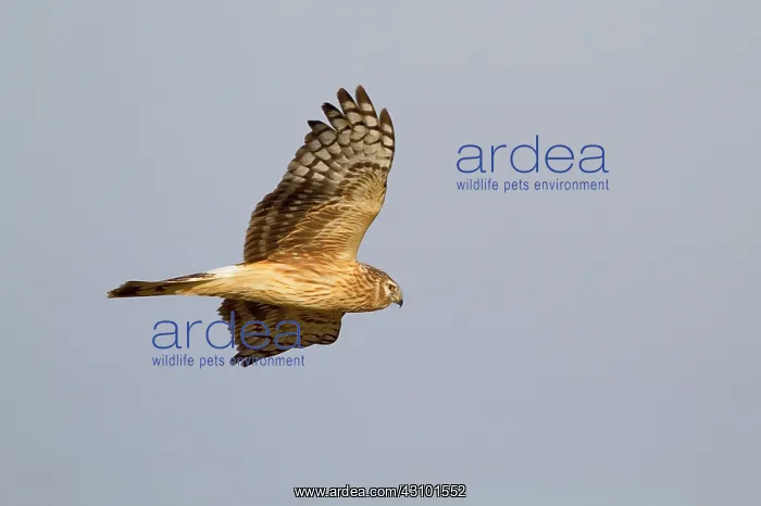 : Hen Harrier : Hen Harrier