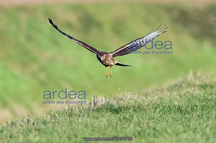  : Hen Harrier