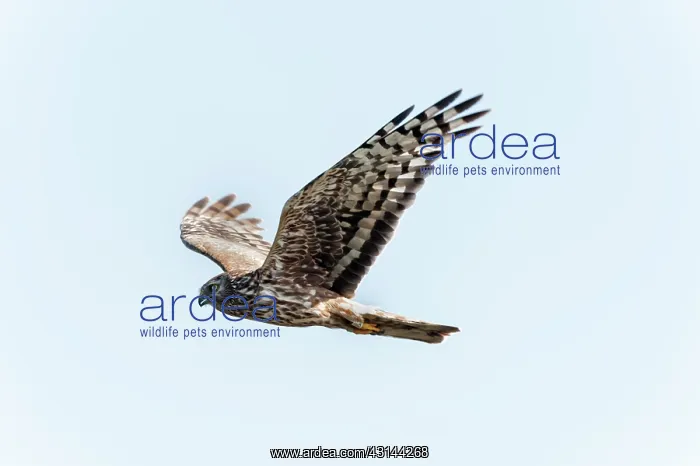 : Hen Harrier : Hen Harrier