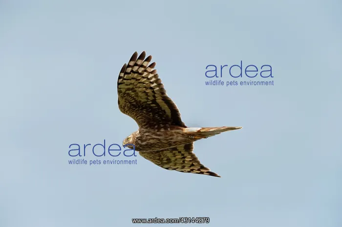  : Hen Harrier