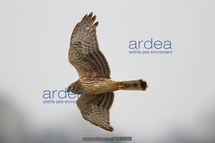 : Hen Harrier : Hen Harrier