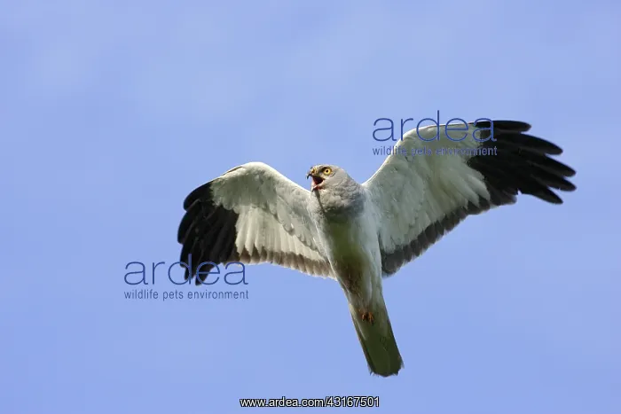 : Hen Harrier : Hen Harrier