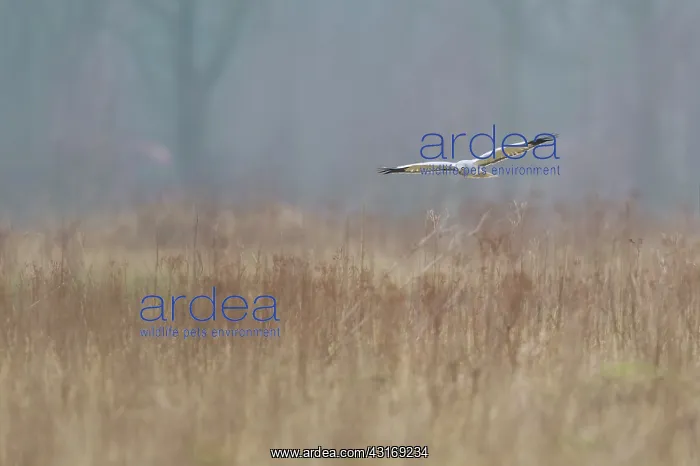 : Hen Harrier : Hen Harrier