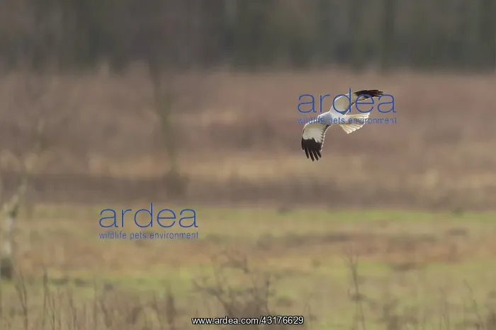 : Hen Harrier : Hen Harrier