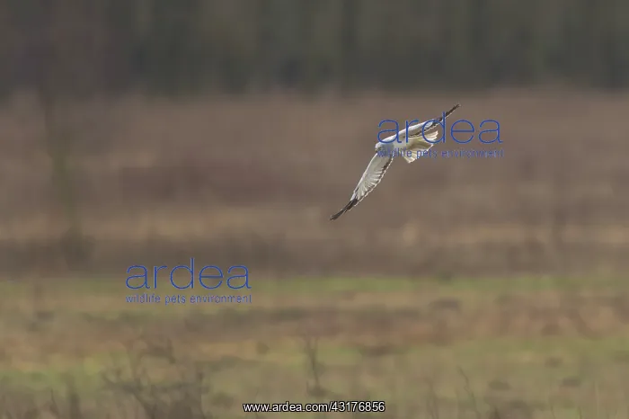 : Hen Harrier : Hen Harrier