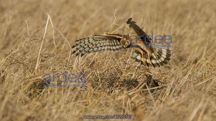 : Hen Harrier : Hen Harrier