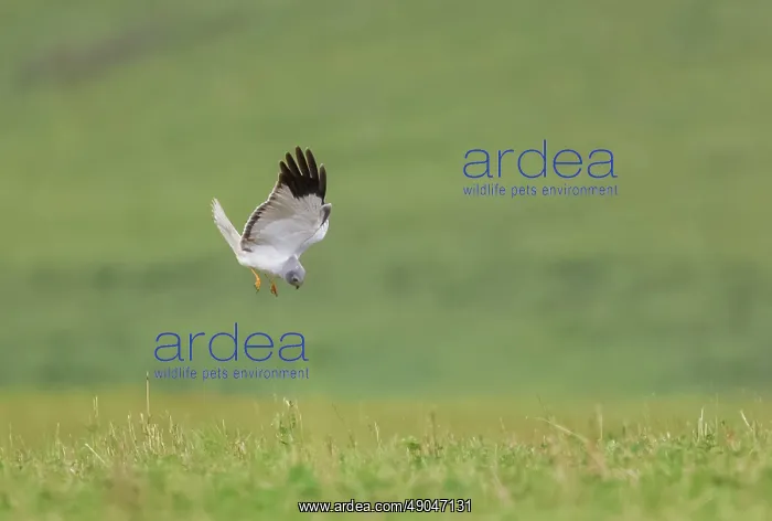 : HEN HARRIER : HEN HARRIER