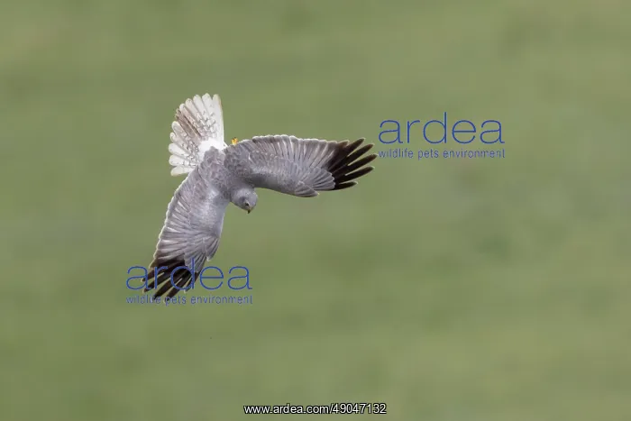  : HEN HARRIER