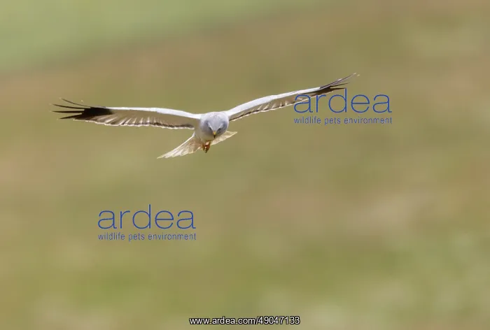 : HEN HARRIER : HEN HARRIER