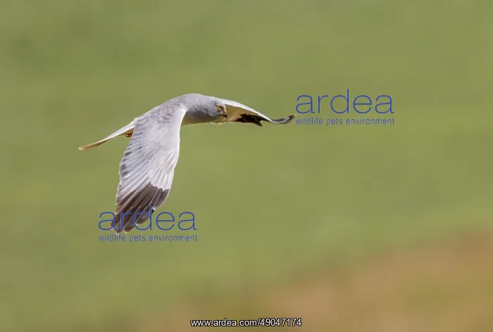 : HEN HARRIER : HEN HARRIER