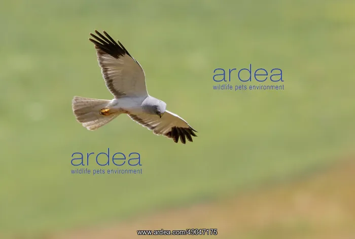 : HEN HARRIER : HEN HARRIER