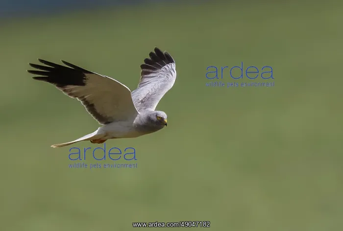 : HEN HARRIER : HEN HARRIER