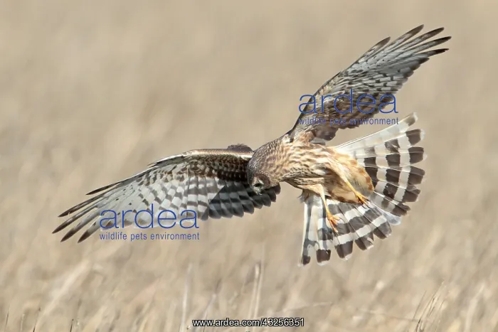 : Hen Harrier (Circus cyaneus) hunting, The Nethe : Hen Harrier (Circus cyaneus) hunting, The Nethe