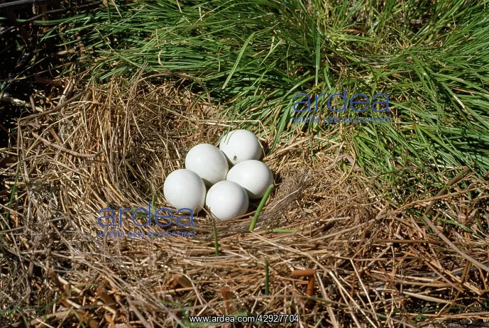 : Hen Harrier - eggs in nest : Hen Harrier - eggs in nest