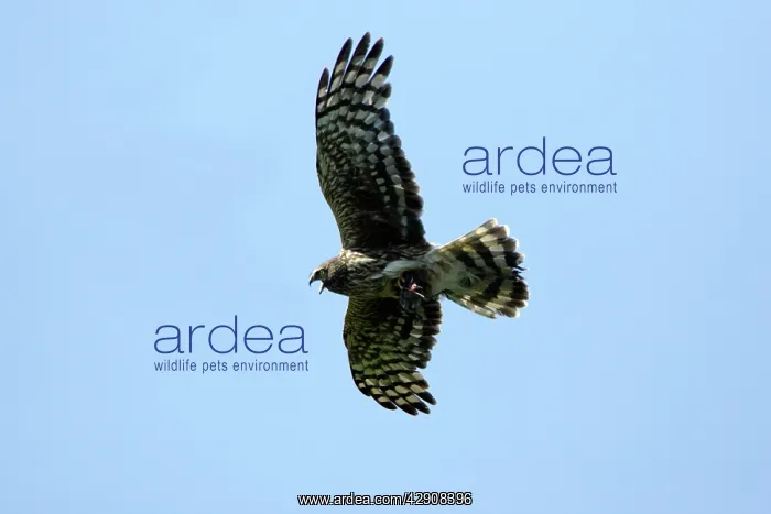 : Hen Harrier - Female calling in flight, with prey in talons : Hen Harrier - Female calling in flight, with prey in talons