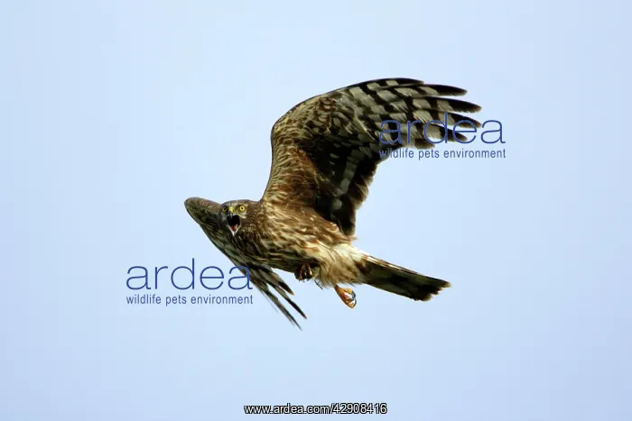 : Hen Harrier-Female- calling in flight, with prey in talons : Hen Harrier-Female- calling in flight, with prey in talons