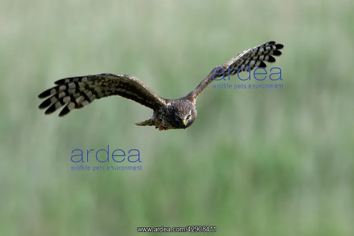  : Hen Harrier - Female in flight, hunting over meadow