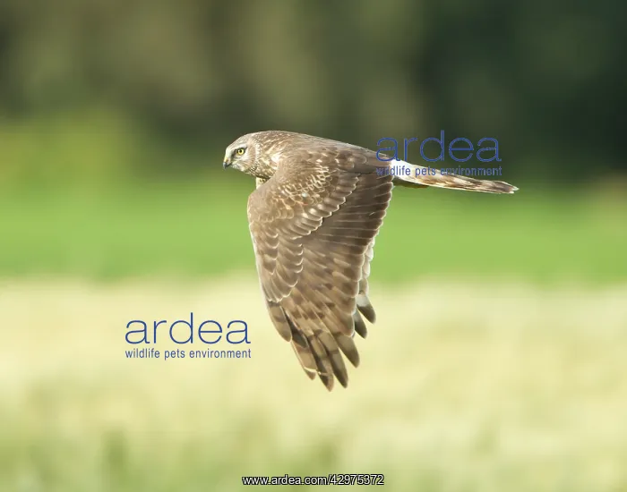 : Hen Harrier - female hunting over farmland - during : Hen Harrier - female hunting over farmland - during