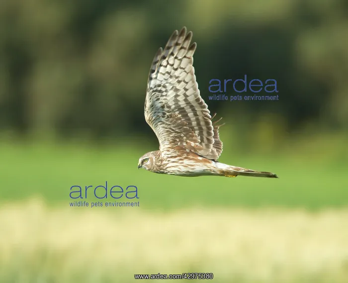 : Hen Harrier - female hunting over farmland - during : Hen Harrier - female hunting over farmland - during