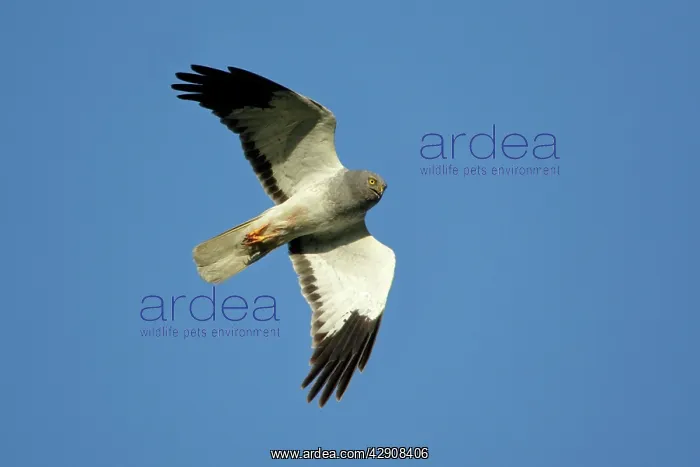 : Hen Harrier - Male in flight : Hen Harrier - Male in flight