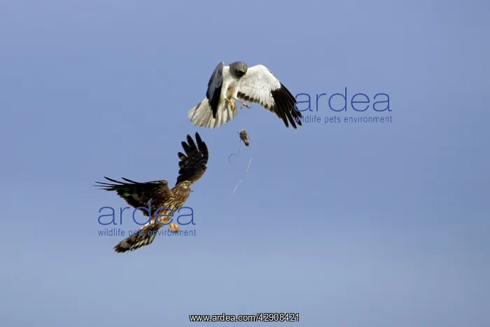 : Hen Harrier - Male passing prey to female in flight : Hen Harrier - Male passing prey to female in flight