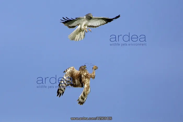 : Hen Harrier - Male passing prey to female in flight : Hen Harrier - Male passing prey to female in flight