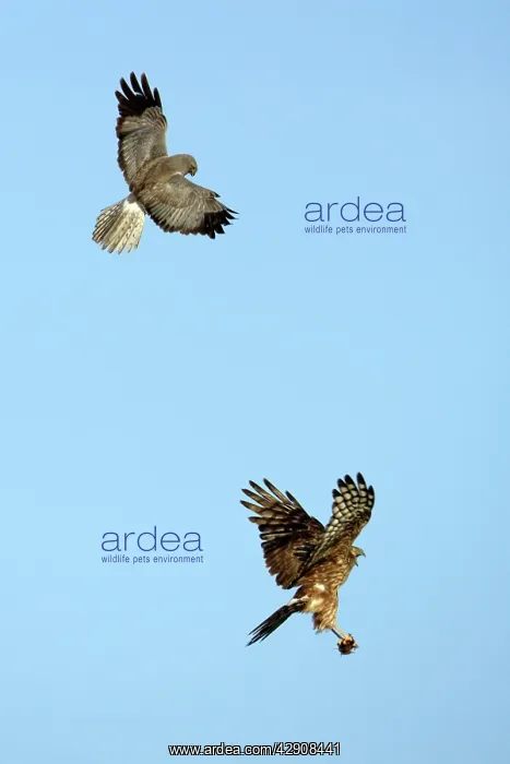 : Hen Harrier - Male passing prey to female in flight : Hen Harrier - Male passing prey to female in flight