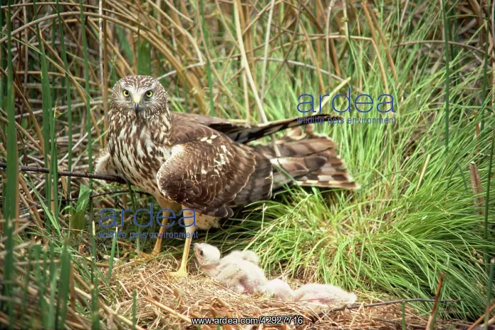 : Hen Harrier - at nest with young : Hen Harrier - at nest with young