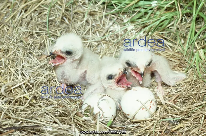 : Hen Harrier - newly hatched chicks in nest : Hen Harrier - newly hatched chicks in nest