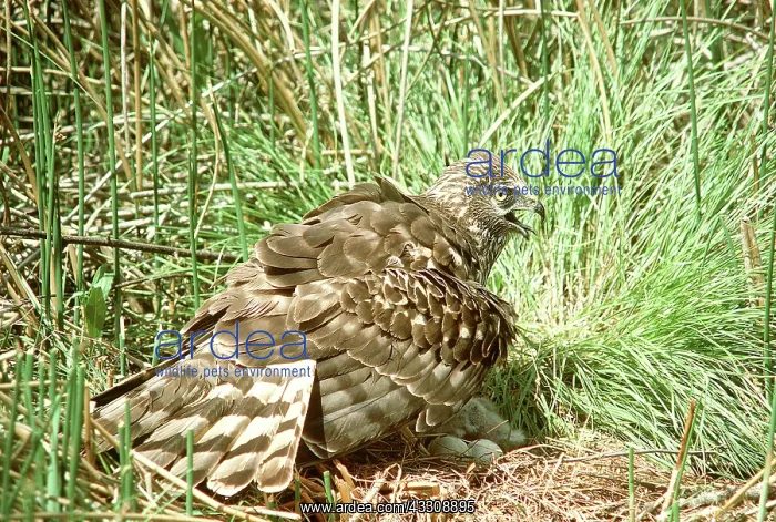 : Hen HARRIER / Northern Harrier / Marsh hawk - On : Hen HARRIER / Northern Harrier / Marsh hawk - On