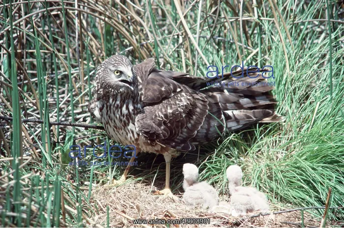 : Hen HARRIER / Northern Harrier / Marsh hawk - On : Hen HARRIER / Northern Harrier / Marsh hawk - On