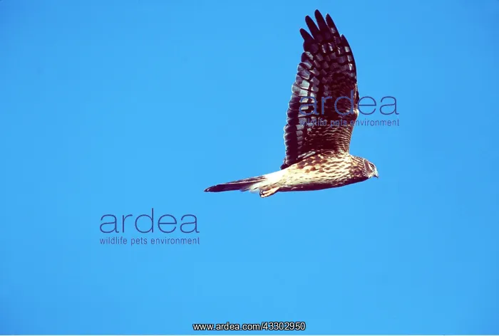: Hen Harrier / Northern Harrier / Marsh Hawk - Adult : Hen Harrier / Northern Harrier / Marsh Hawk - Adult