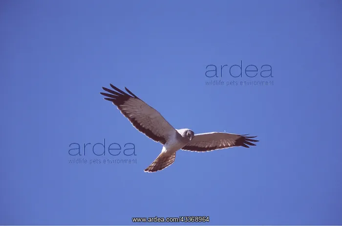 : Hen Harrier / Northern Harrier / Marsh Hawk - adult : Hen Harrier / Northern Harrier / Marsh Hawk - adult