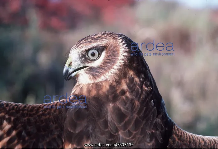 : Hen HARRIER / Northern Harrier / Marsh hawk - close-up : Hen HARRIER / Northern Harrier / Marsh hawk - close-up