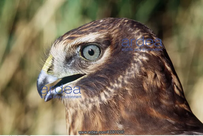 : Hen Harrier / Northern Harrier / Marsh Hawk - close-up : Hen Harrier / Northern Harrier / Marsh Hawk - close-up
