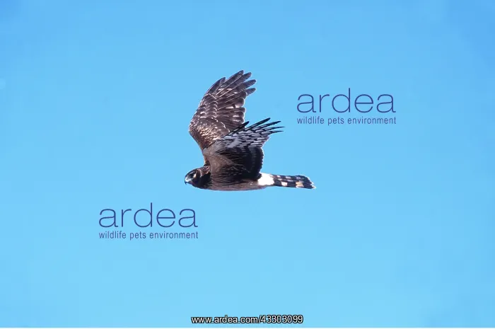 : Hen HARRIER / Northern Harrier / Marsh hawk - Juvenile : Hen HARRIER / Northern Harrier / Marsh hawk - Juvenile