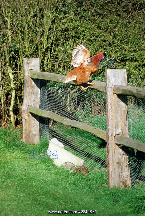  : HEN - jumping over fence with wings out