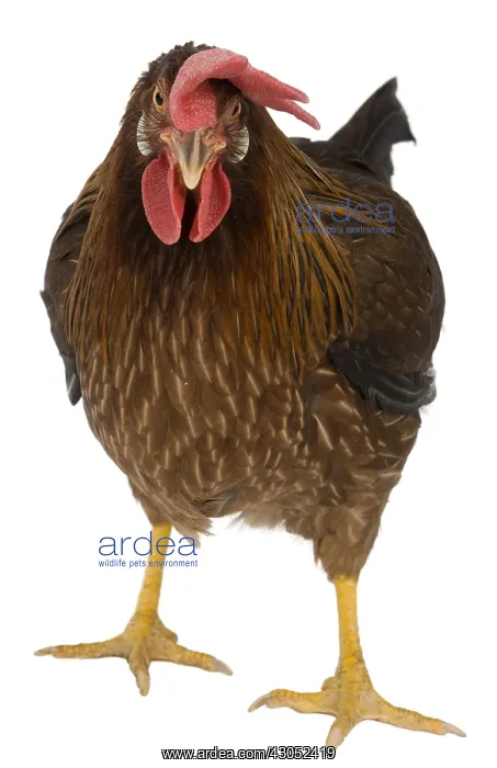 : Hen Leghorn Bantam breed : Hen Leghorn Bantam breed