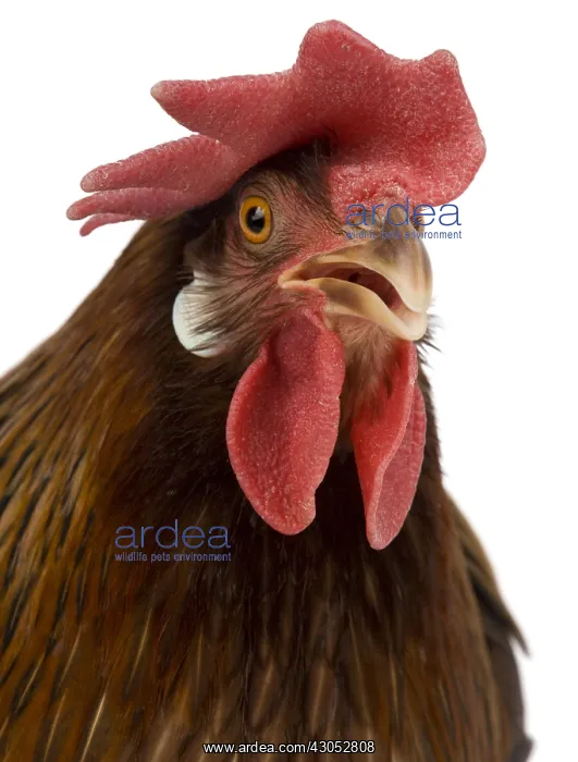 : Hen Leghorn Bantam breed portrait : Hen Leghorn Bantam breed portrait