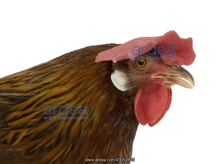 : Hen Leghorn Bantam breed portrait : Hen Leghorn Bantam breed portrait
