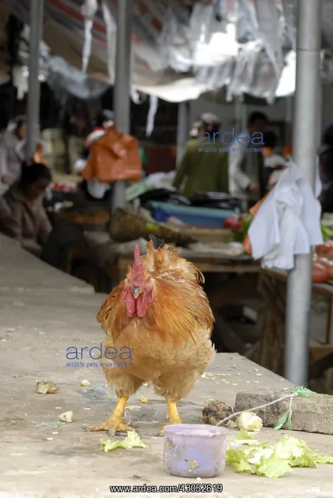  : Hen in a market in a village near Lake Lugu