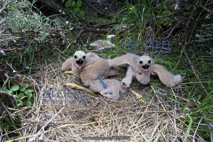 : Hen / Northern Harrier - chicks at nest site on : Hen / Northern Harrier - chicks at nest site on