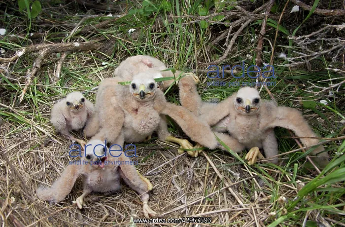 : Hen / Northern Harrier - chicks at nest site on : Hen / Northern Harrier - chicks at nest site on