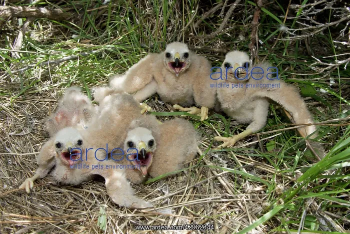 : Hen / Northern Harrier - chicks at nest site in early summer : Hen / Northern Harrier - chicks at nest site in early summer