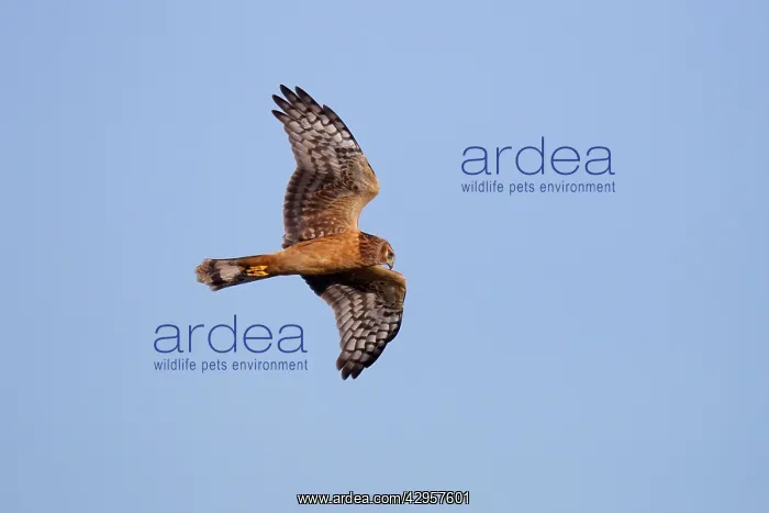 : Hen / Northern Harrier - in flight during early : Hen / Northern Harrier - in flight during early