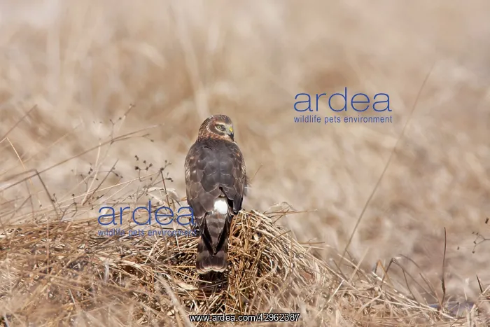 : Hen / Northern Harrier - immature first winter bird : Hen / Northern Harrier - immature first winter bird